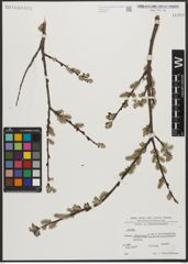 Foto von Salix L.